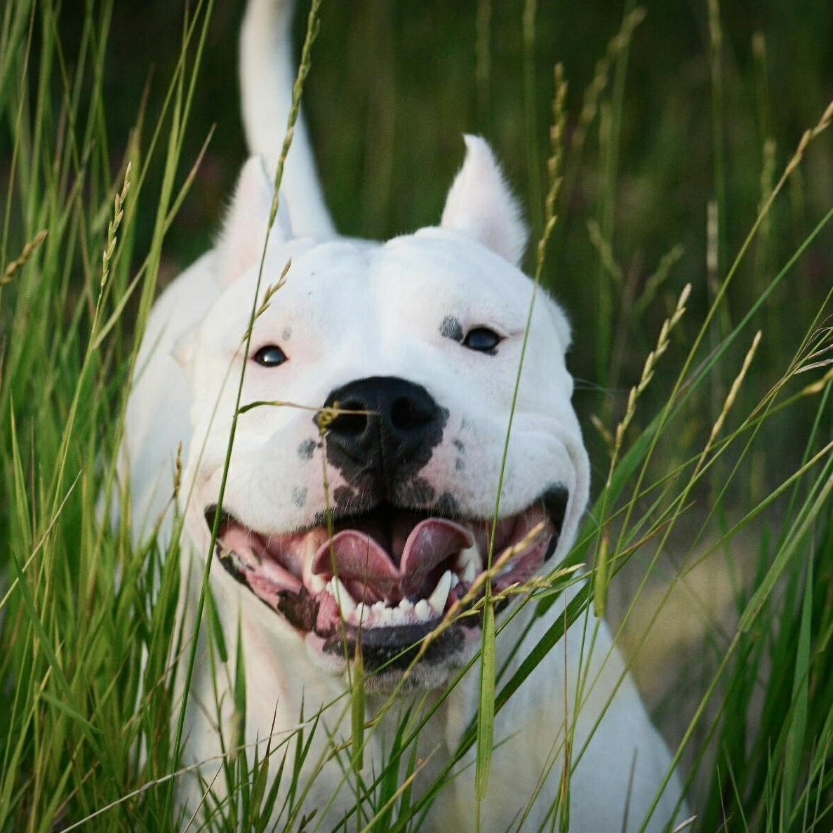 Аргентинский дог и питбуль
