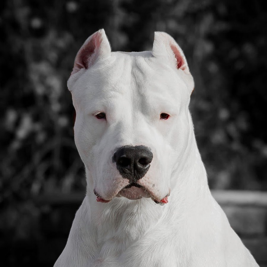 Аргентинский дог агрессия