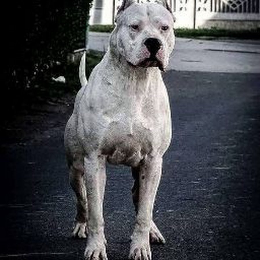 Американский стаффордширский терьер альбинос