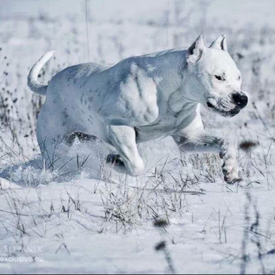 Стаффордширский терьер американский питбультерьер чёрный
