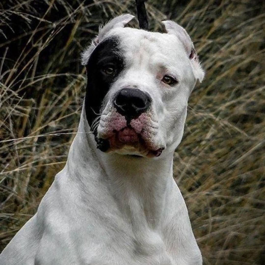 Американский стаффордширский терьер что рный