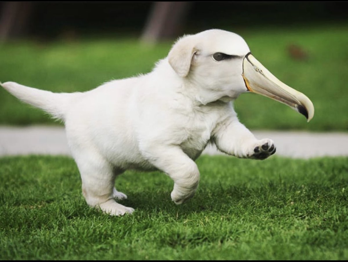 Лабрадор ретривер 1 год