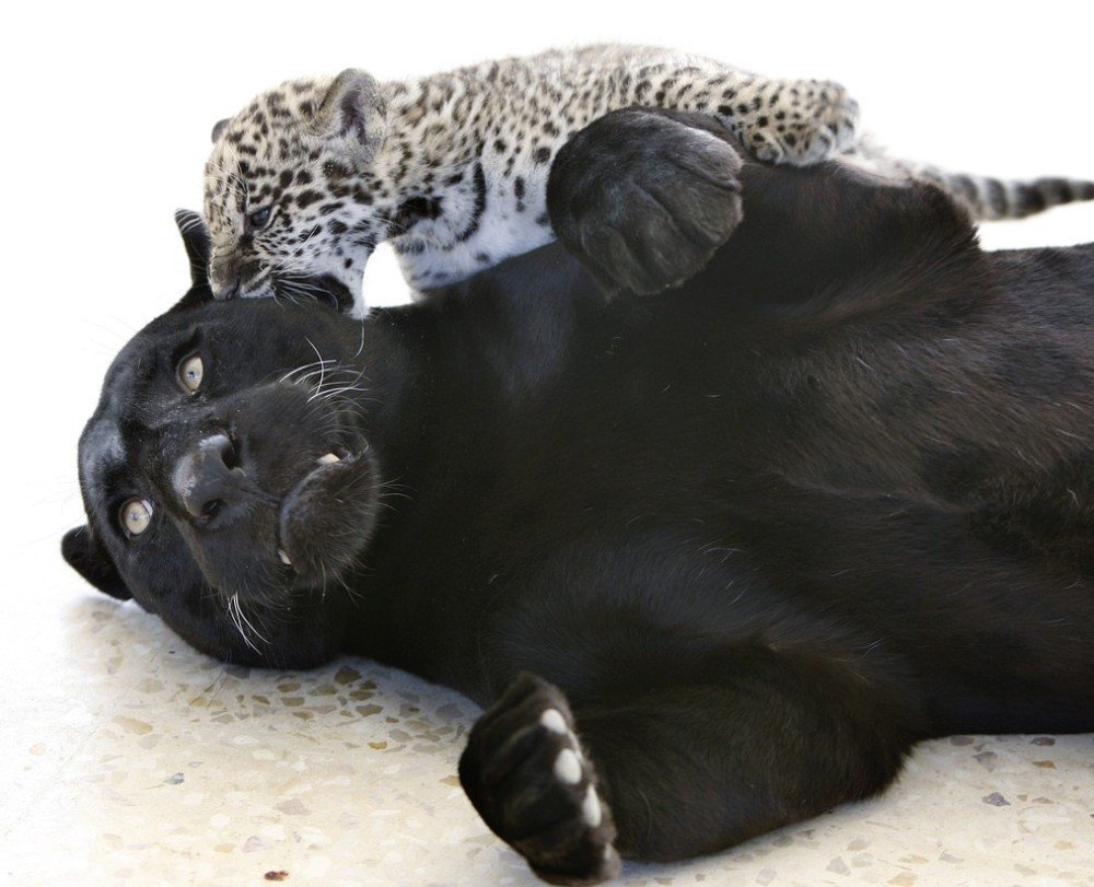 Мама я хочу кушать. Леопард Ягуар пантера. Черная пантера Ягуар. Черный Ягуар с детенышем. Черный леопард.