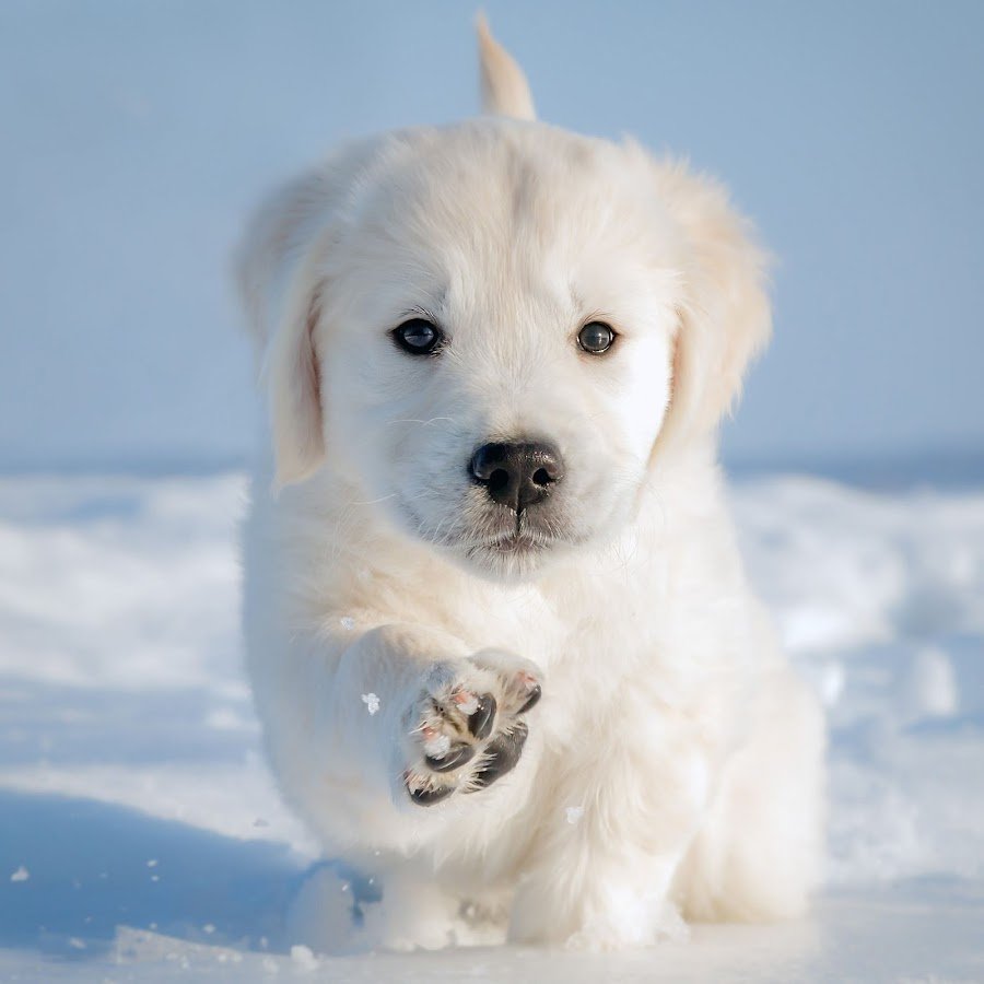 Золотистый ретривер белый щенок