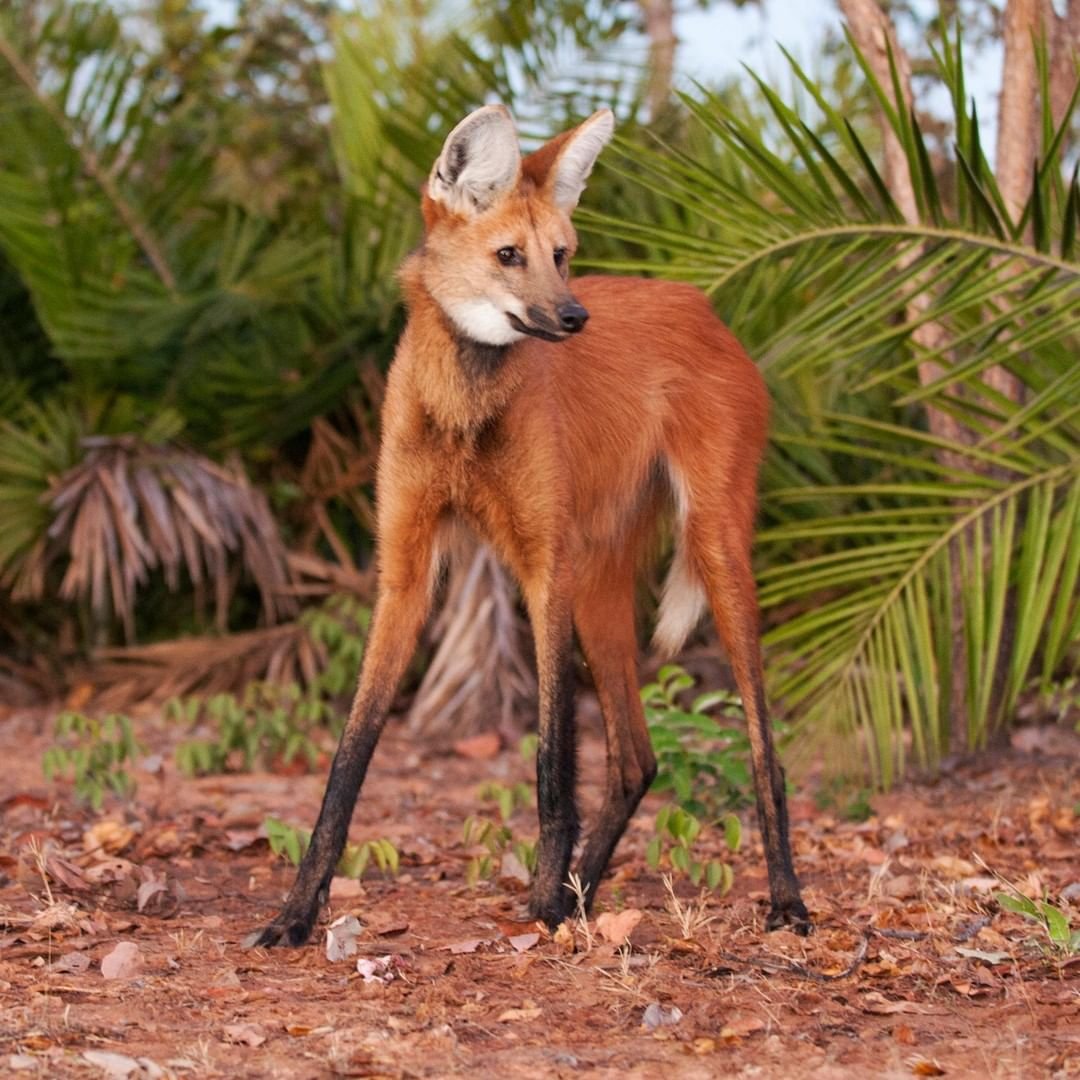 Референс лисы сзади
