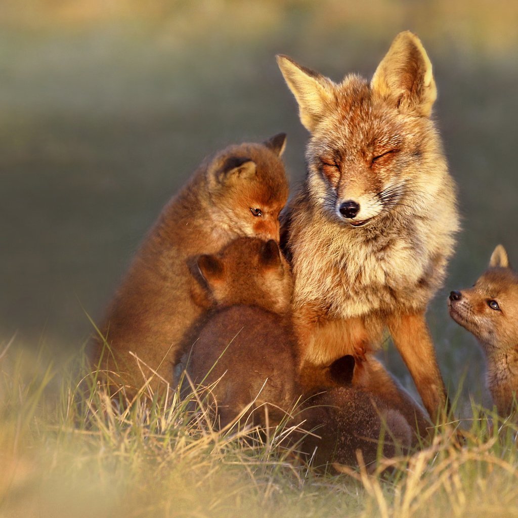 Звери и их Детеныши