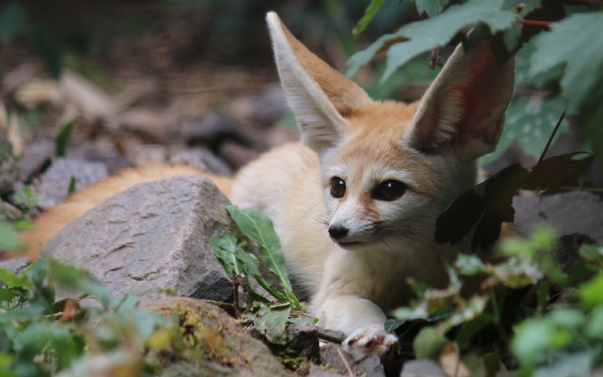 Фенек Степная лисица