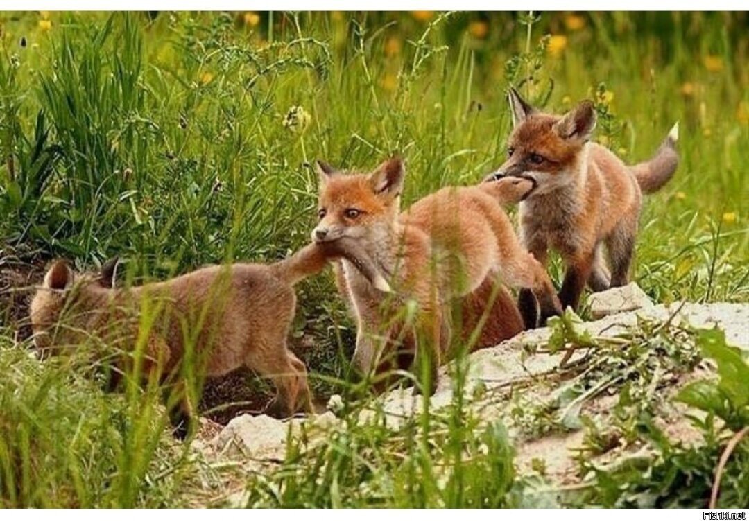 Лисичка с лисятами