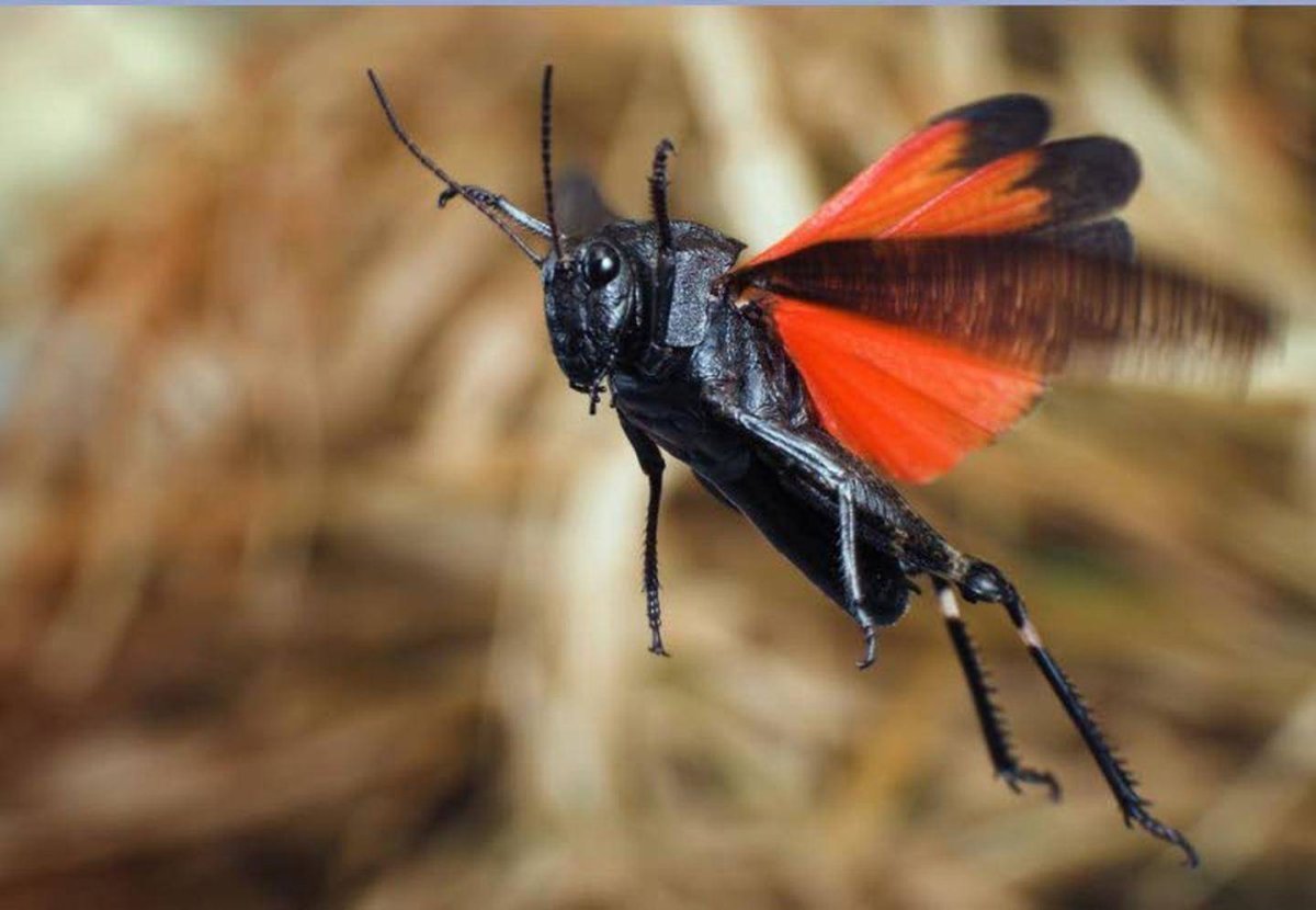 Огнёвка трескучая Psophus stridulus