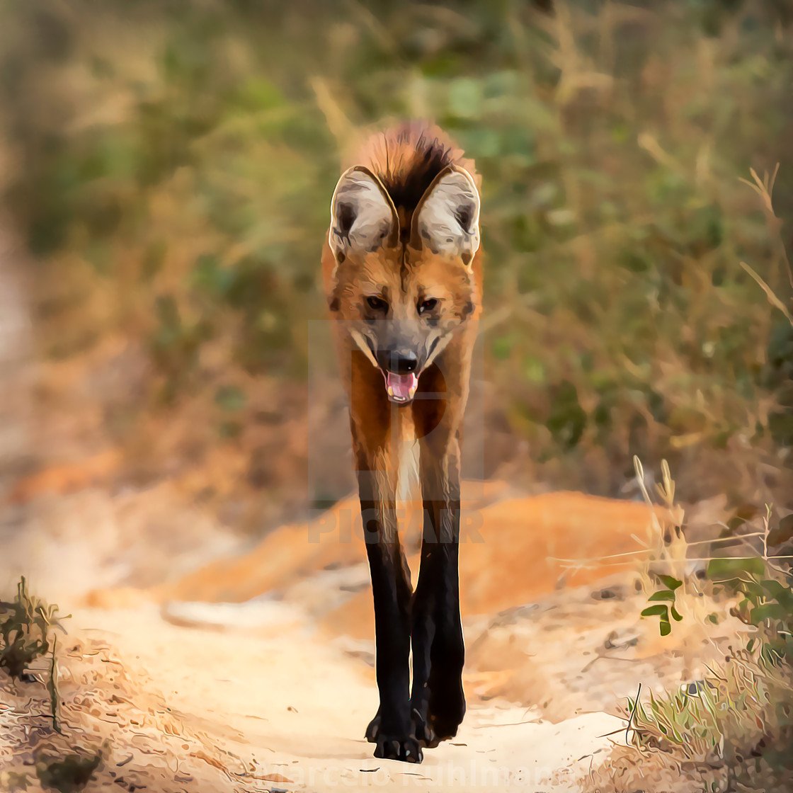 Лиса любовь