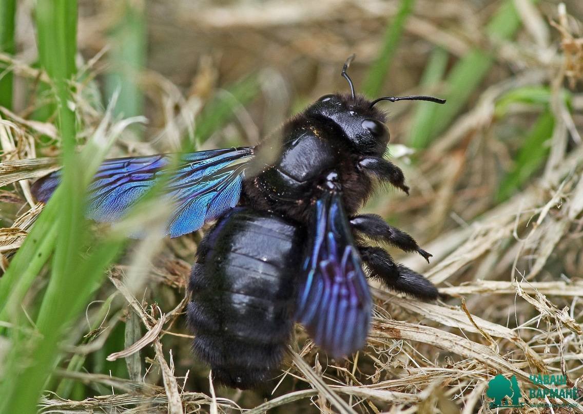 Шмель-плотник фиолетовый( Xylocopa violacea )