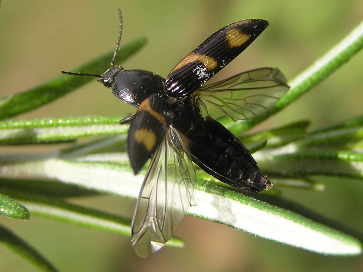 Жуки насекомые Крылья