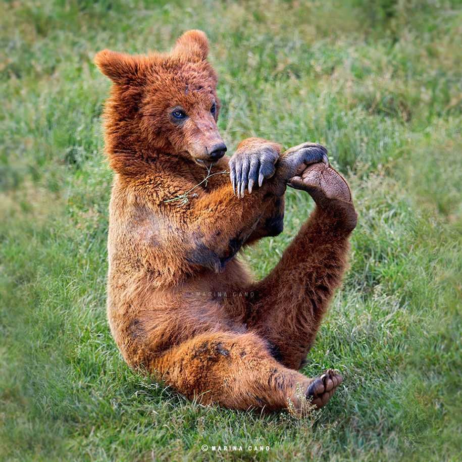 Забавные Дикие животные