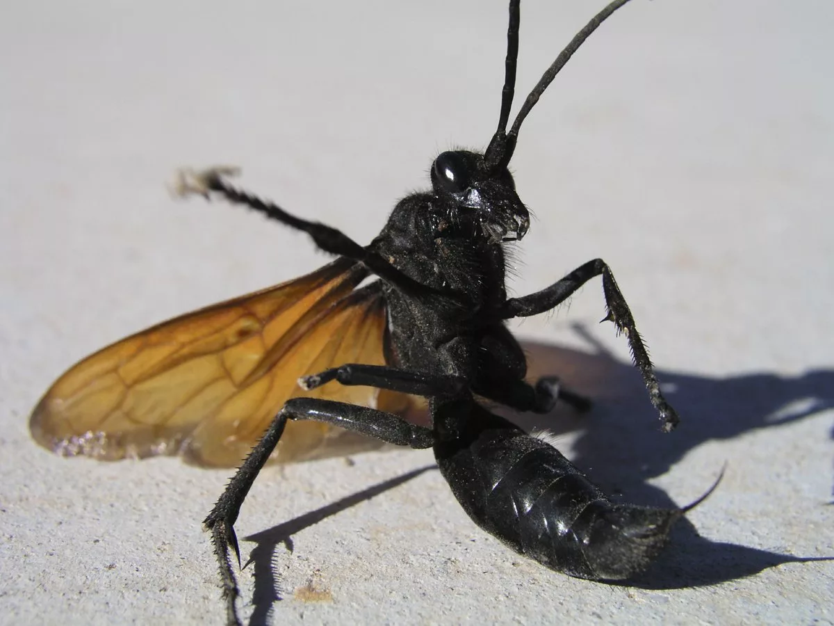 Тарантуловый ястреб