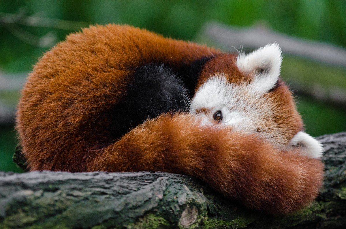 Рыжий медведь