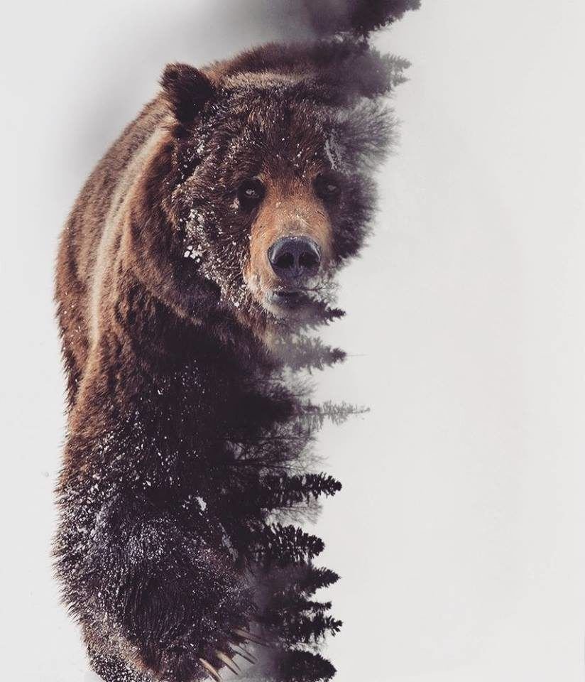 Медведь двойная экспозиция