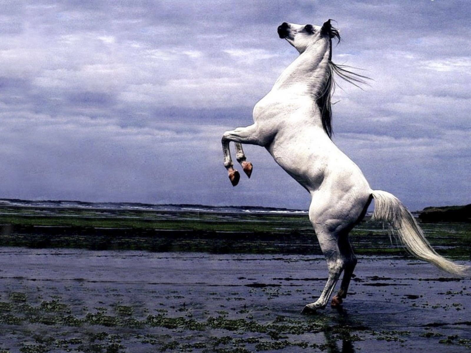 Коня споем. Лошадь арабский скакун Мустанг. Лошадь на дыбах. Лошадь в прыжке. Лошадь скачет.