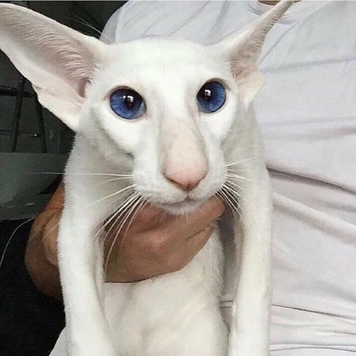 Коты ориенталы грузины