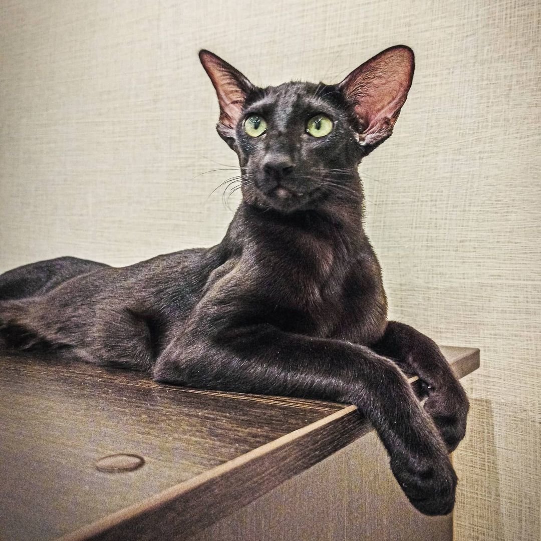 Сиамский ориентальный кот черный