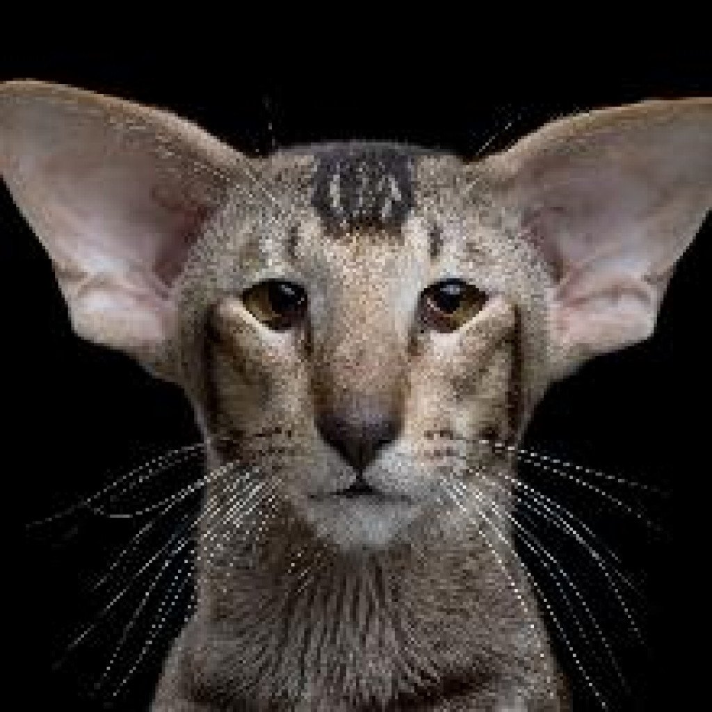 Ориентал с резными ушками