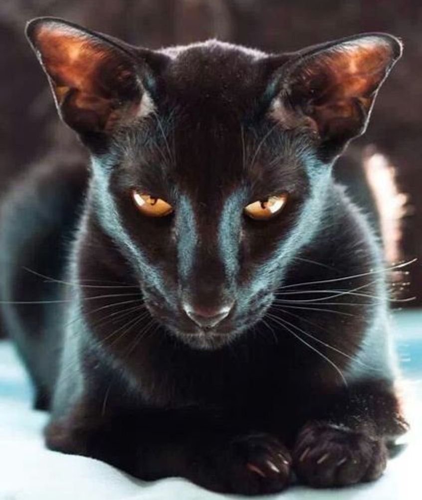 Сиамский Ориентал черный