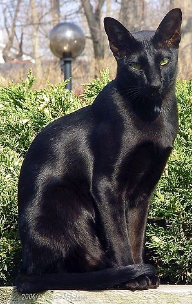 Сиамская кошка черная