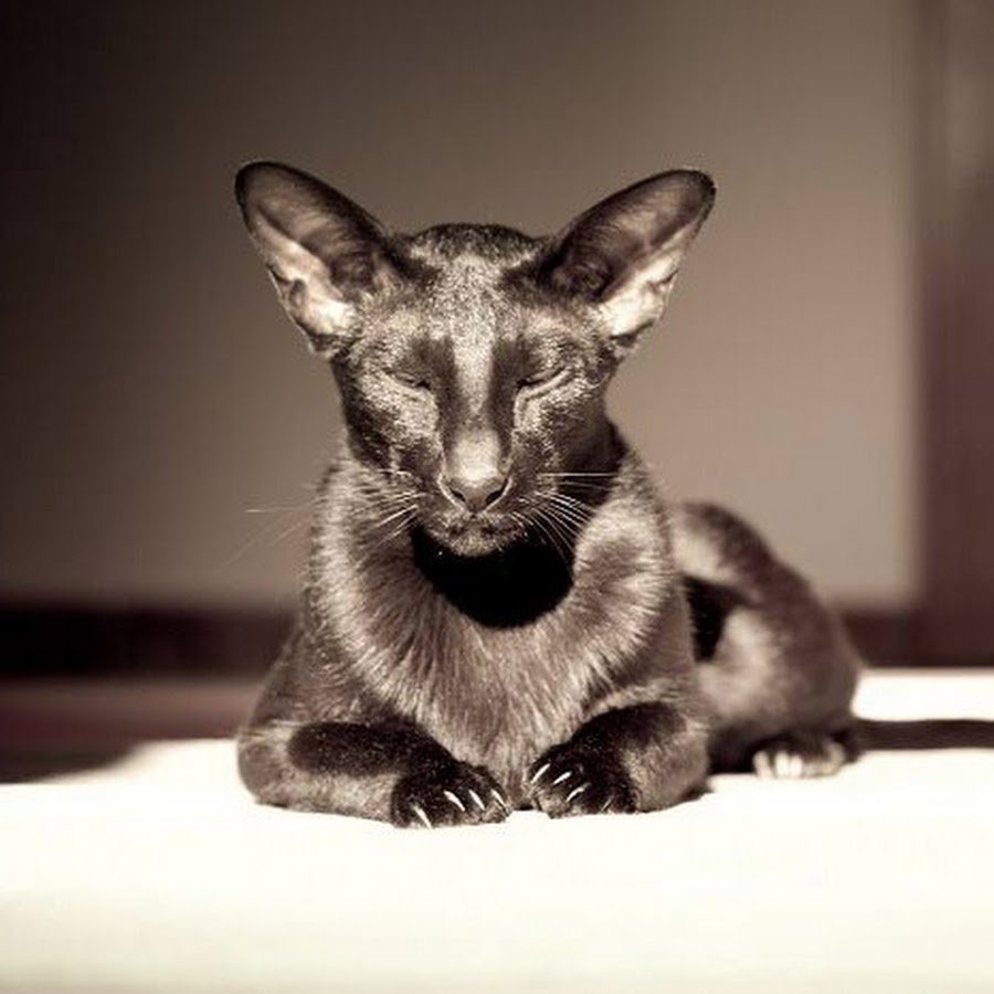 Ориентальная кошка характер и поведение