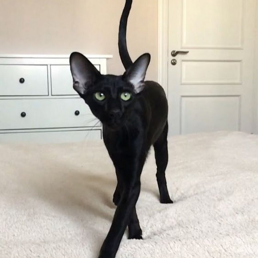 Черный ориентальный кот (52 фото)