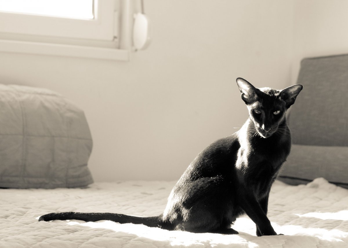 Ориентальная кошка черная