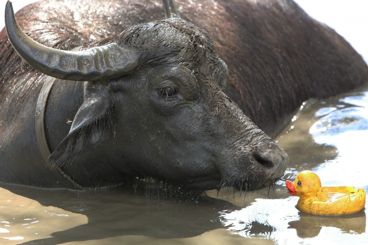 Азиатский водяной буйвол 4