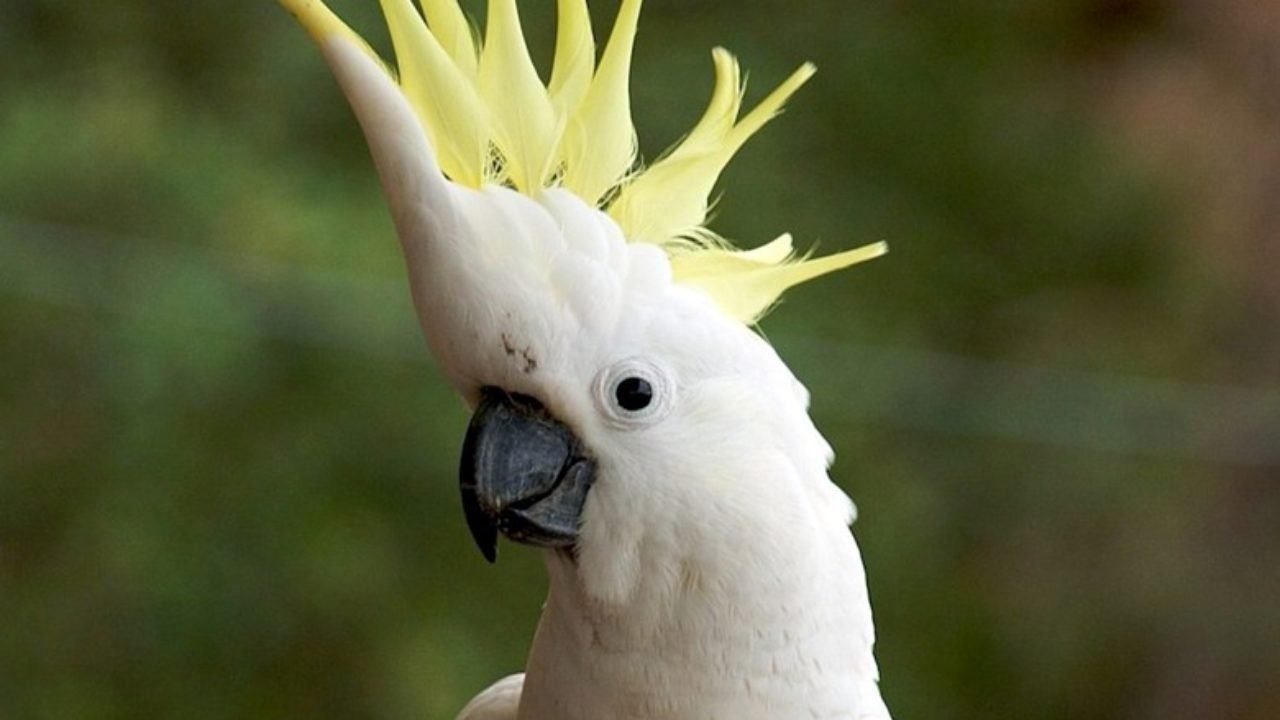 Забавная какаду. Попугай Какаду. Белый попугай Какаду. Филиппинский Какаду. Попугай корелла.