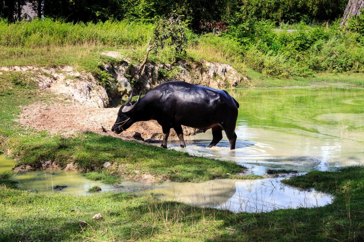 Бык на Поляне