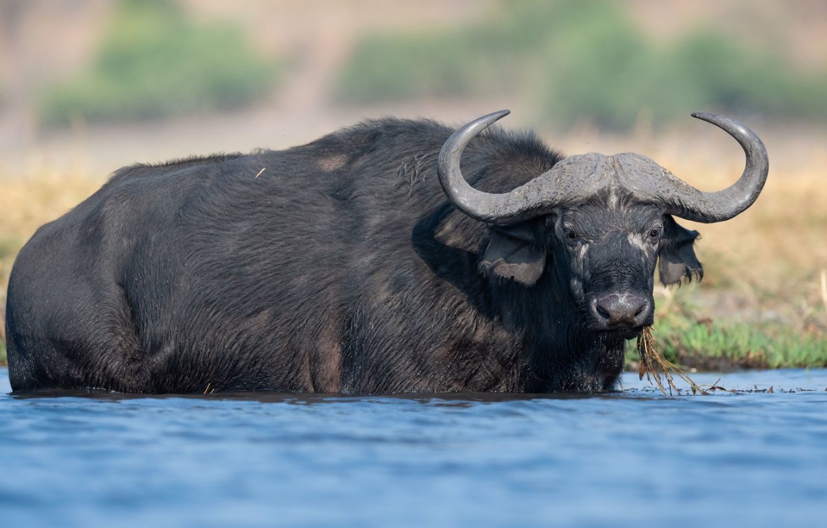 Длиннорогий буйвол