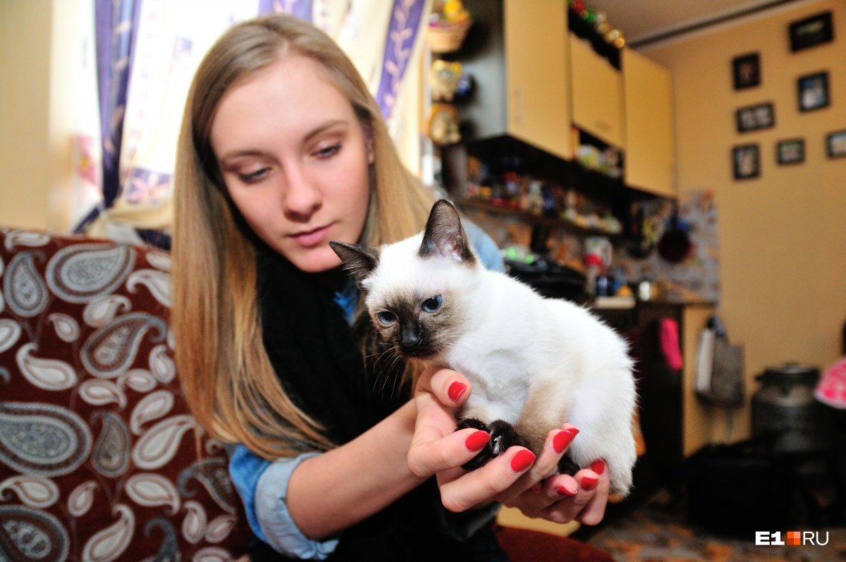 Порода кошек Скиф той Боб