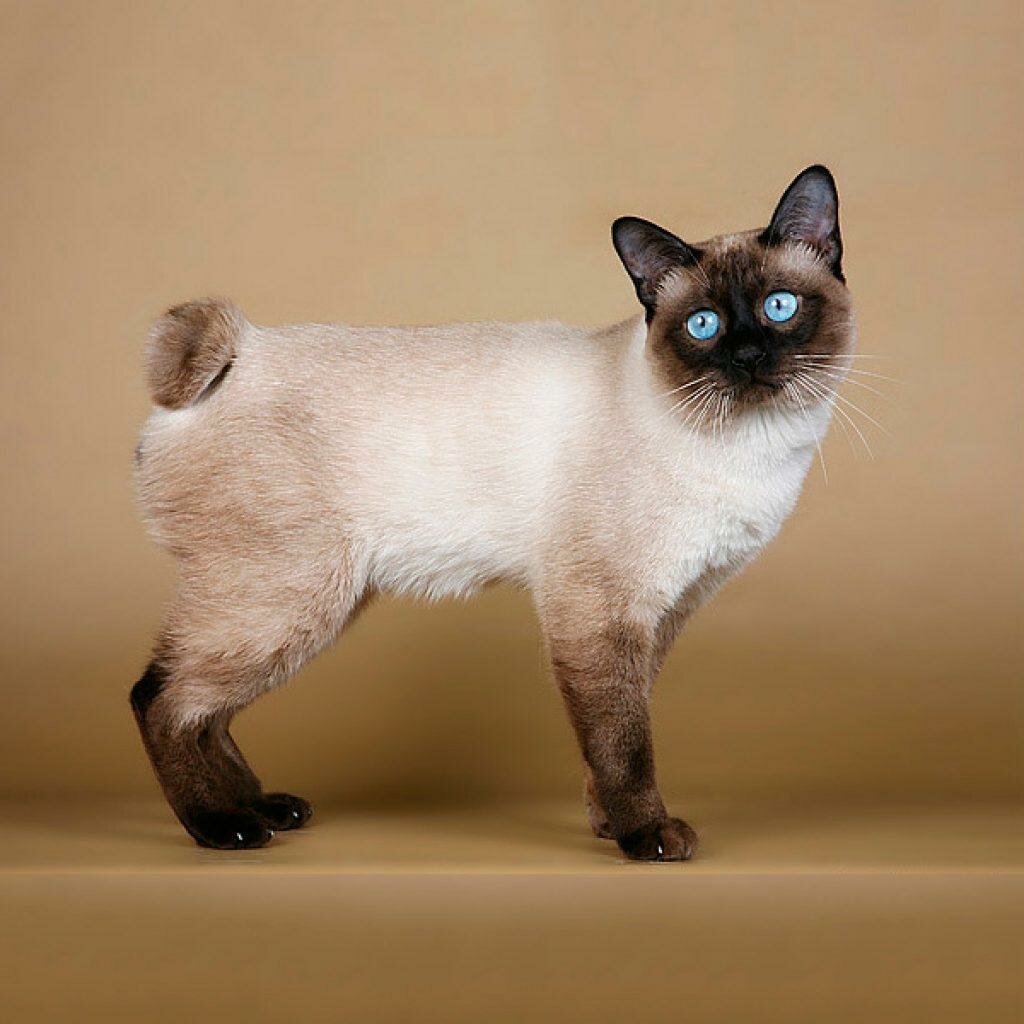 Скиф той Боб кошка