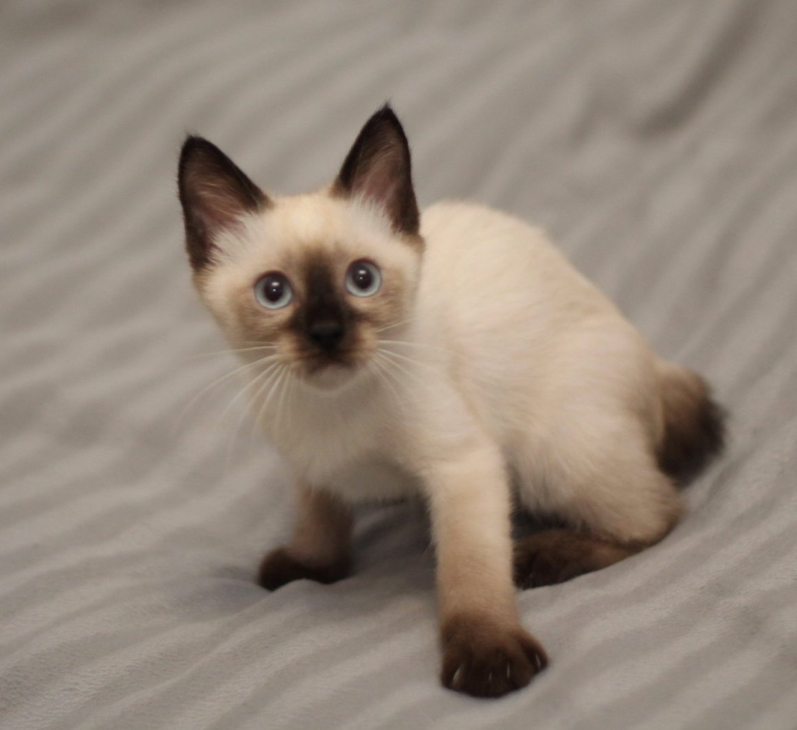 Меконгский бобтейл Лайлак поинт