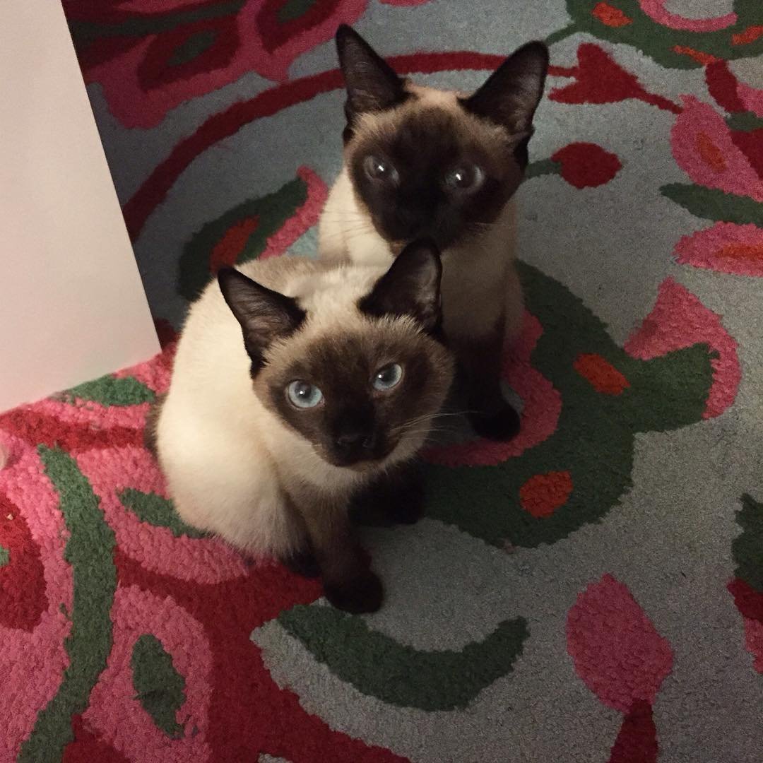 Скиф той Боб фото