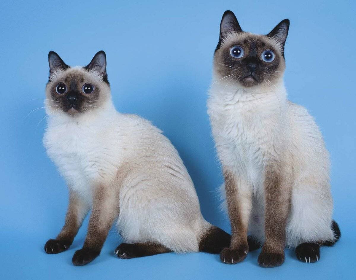 Скиф-Тай-Дон (Скиф-той-Боб)