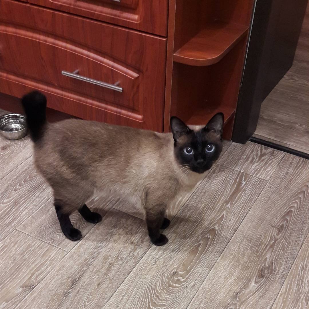 Скиф котенок