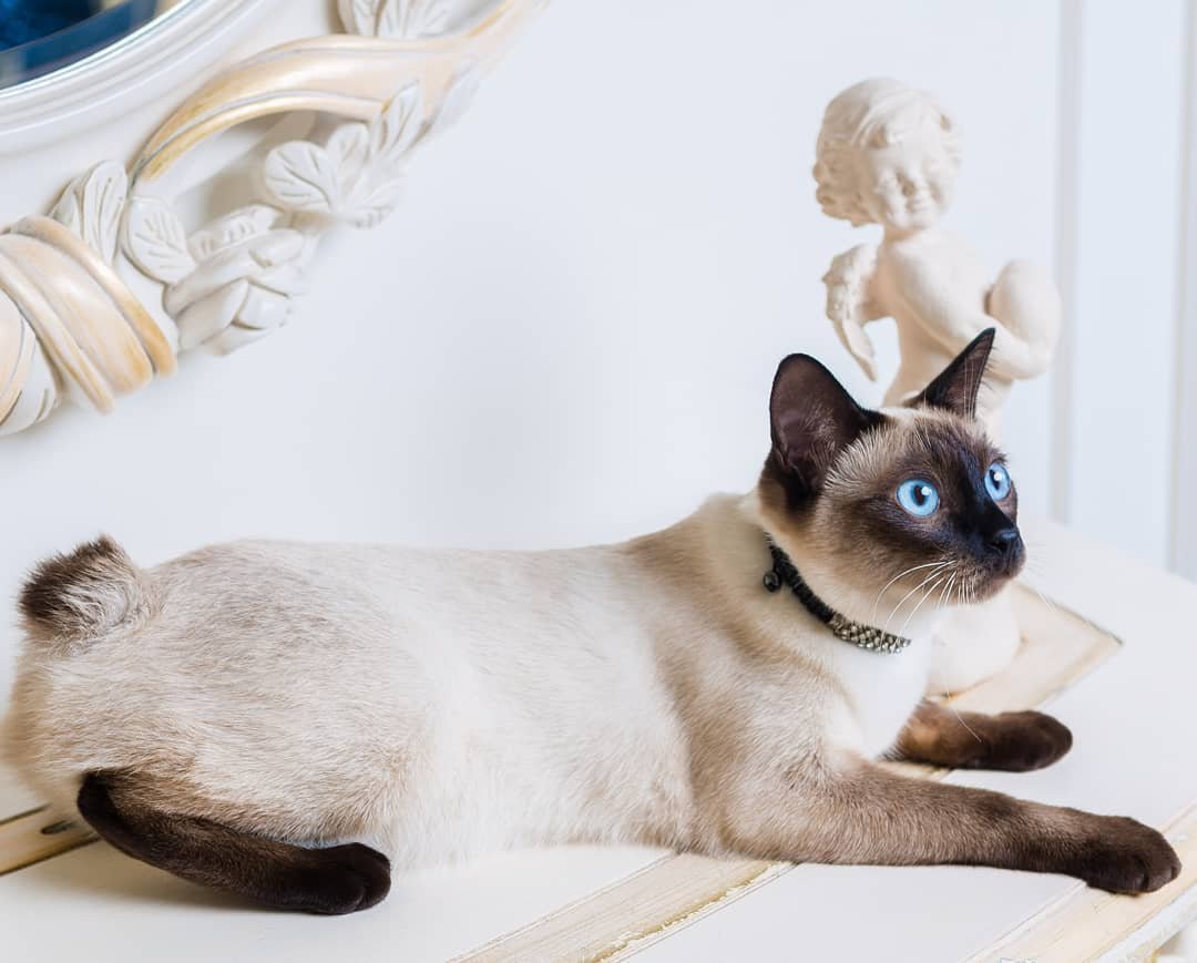 Скиф той Боб и обычная кошка