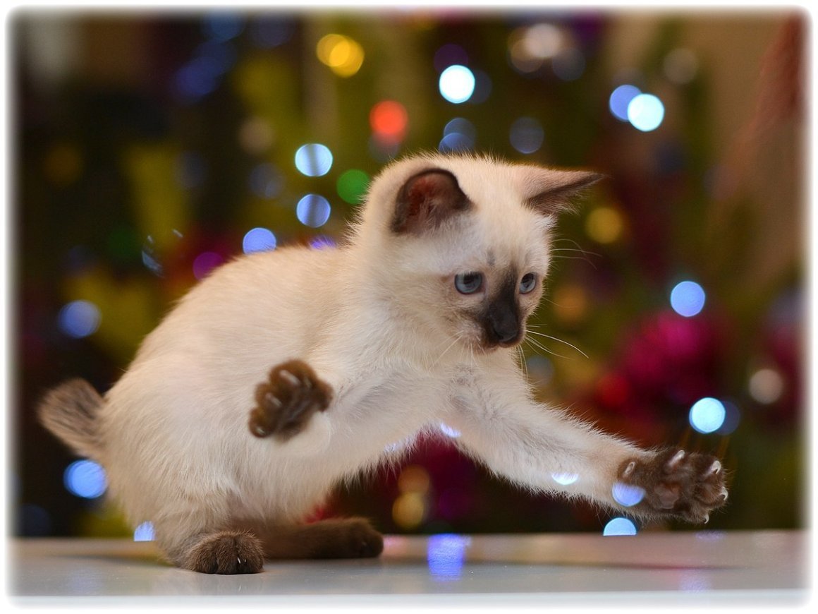 Скиф Тан Дон лает лай кошки