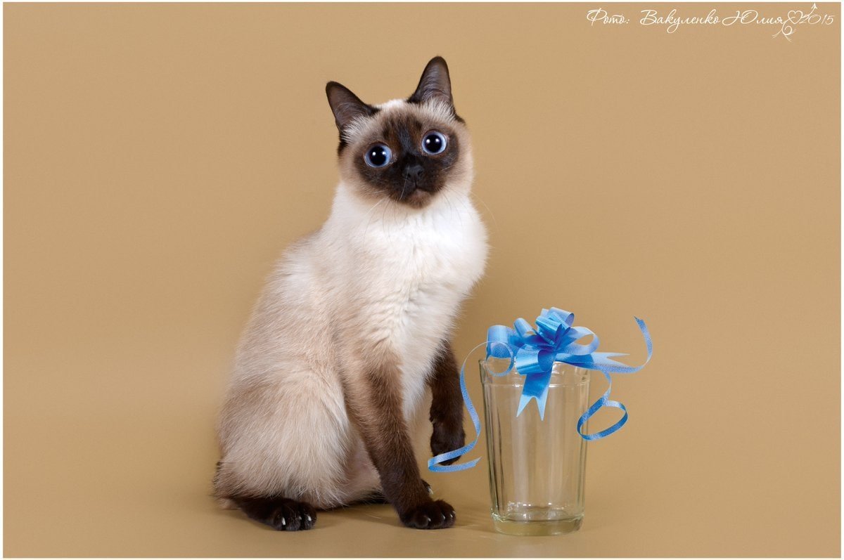 Скиф-Тай-Дон размер