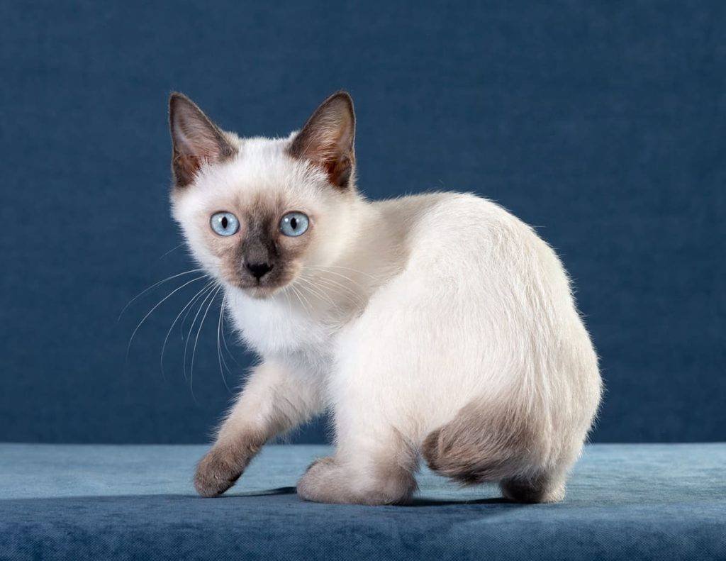 Сноу-Шу кошка