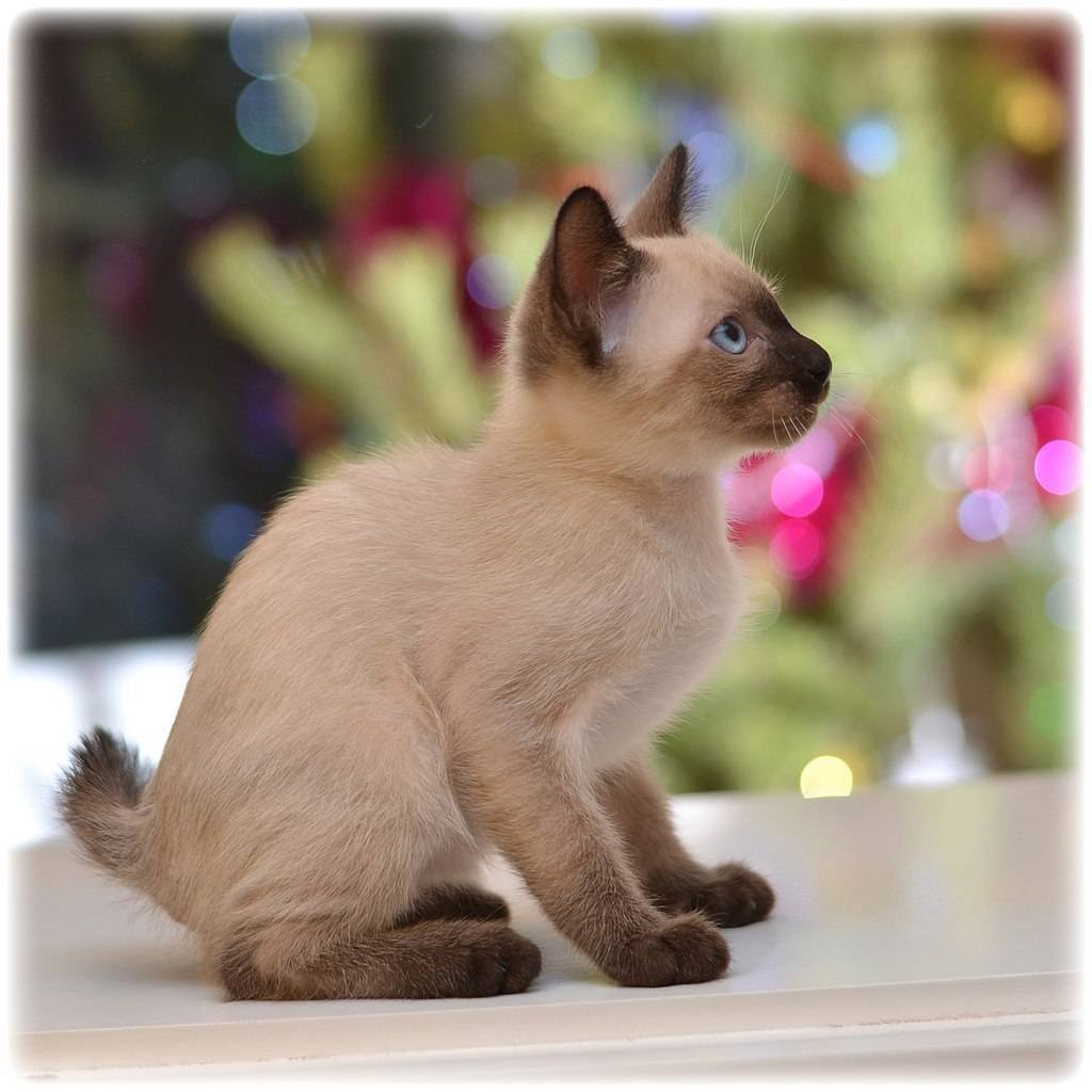 Скиф-Тай-Дон (карликовый бобтейл)