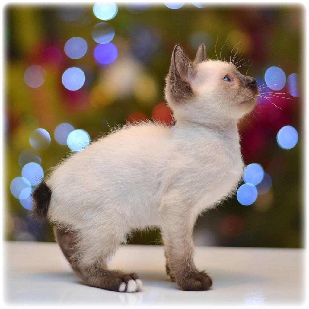 Меконгский бобтейл котята