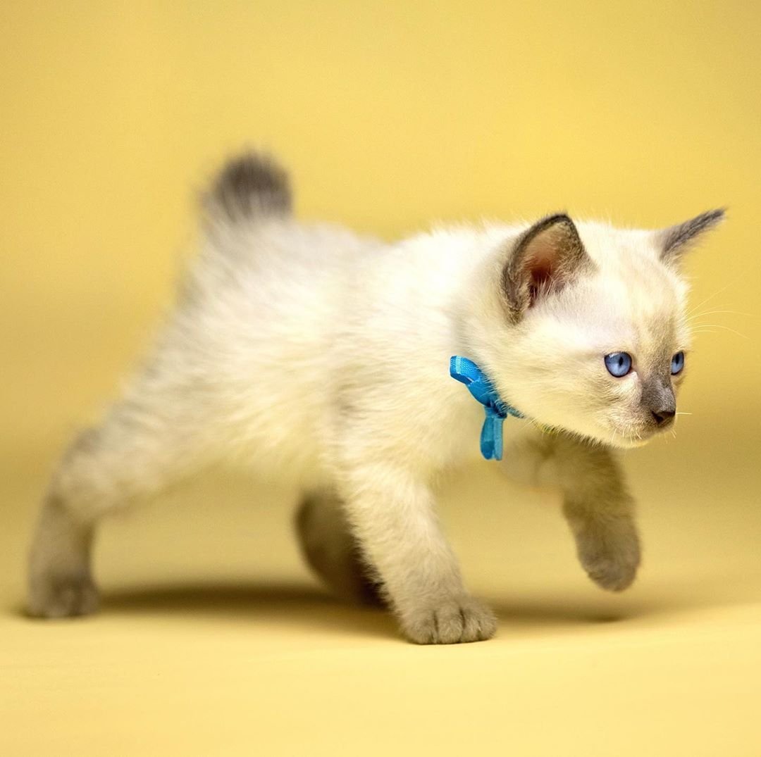 Меконгский (тайский) бобтейл