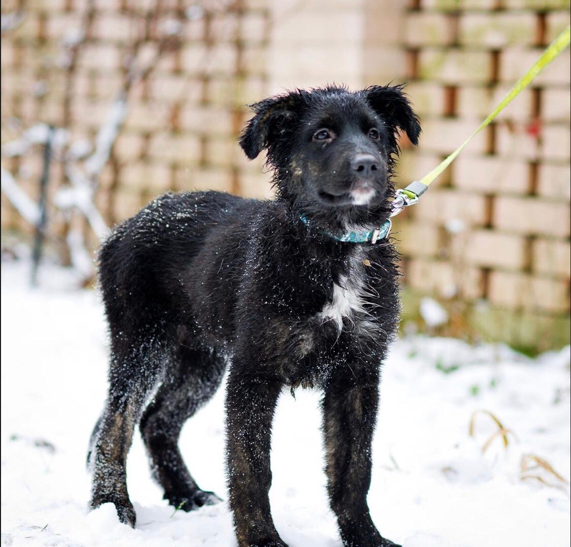 Щенки метисы немецкой овчарки