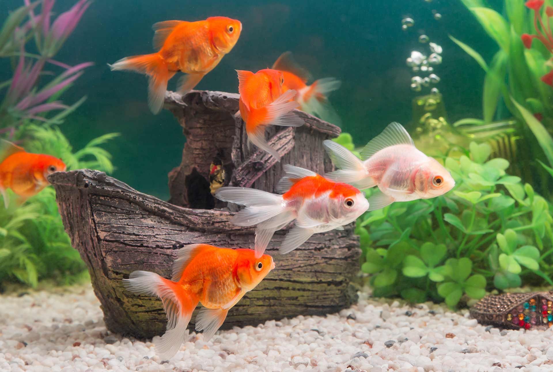 Животные домашние Эстетика рыбки в аквариуме