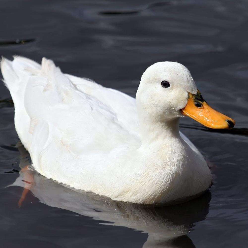 Дикий селезень белая утка