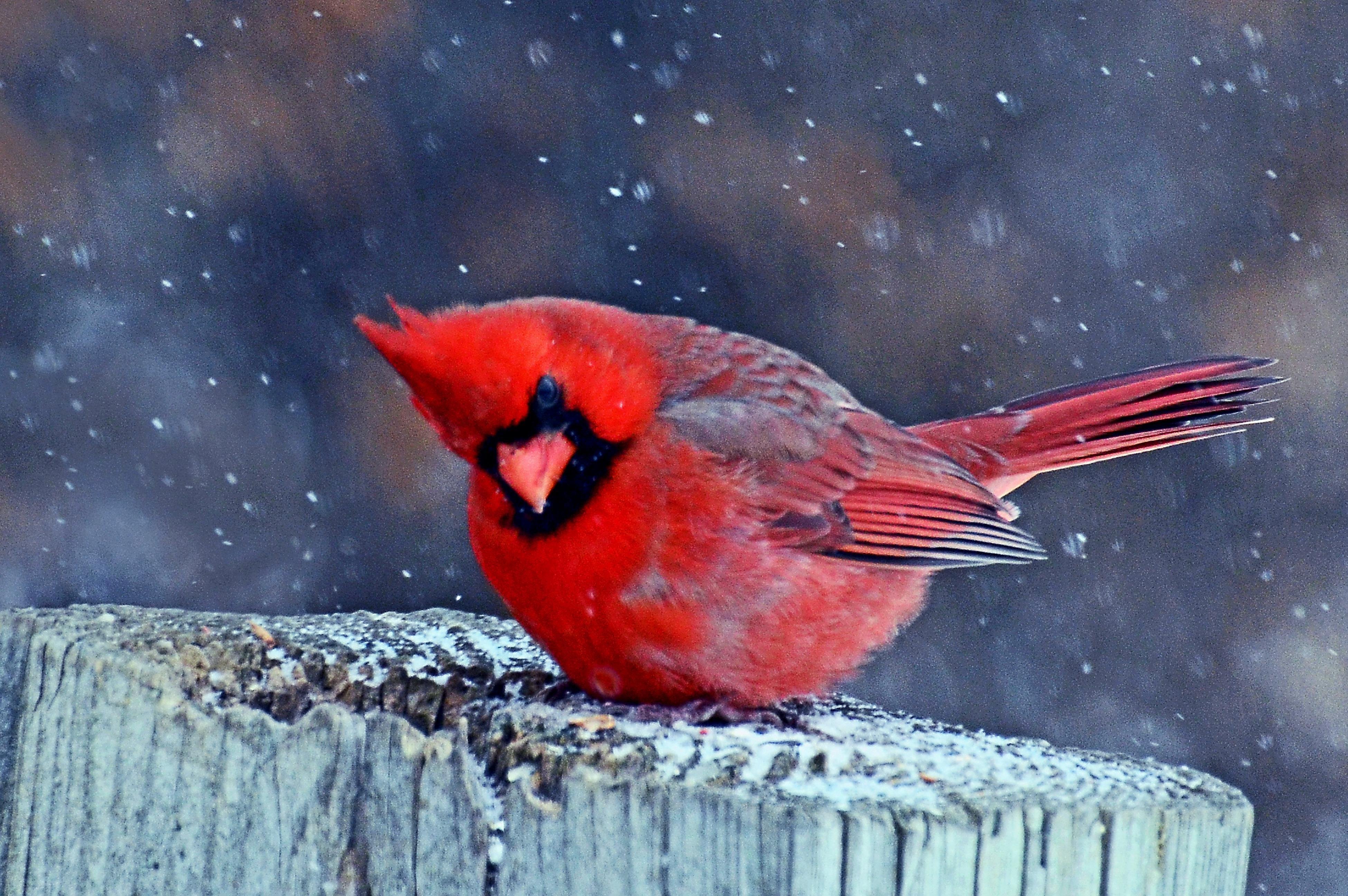 Виргинский Кардинал. Виргинский красный Кардинал. Птичка красный Кардинал. Красный Кардинал птица самка.